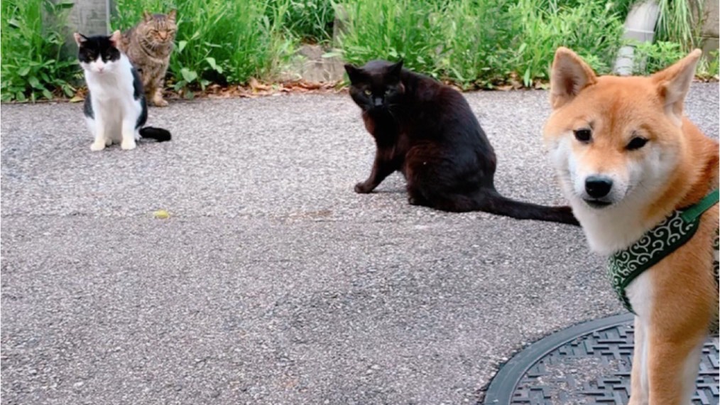 ポンと猫が移っている写真