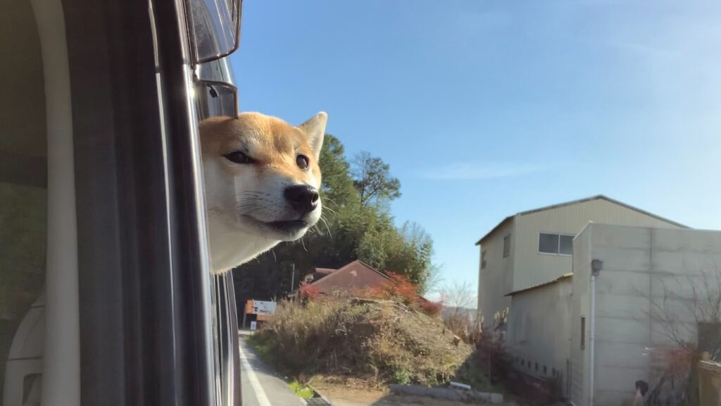 車から顔を出しているポンの写真