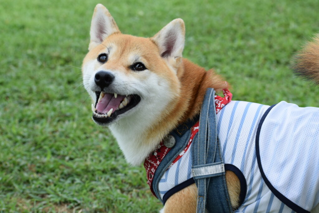 ポンの写真