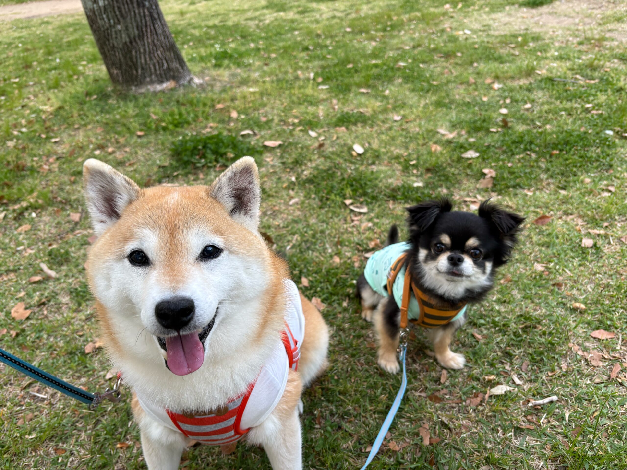 散歩の休憩中のポンとチビの写真