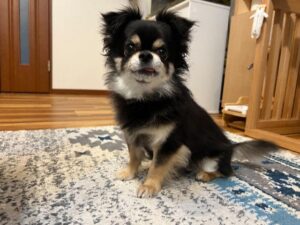 チビの写真